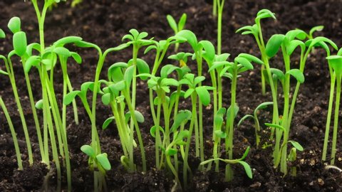 Growing plants in timelapse, sprouts germination newborn cress salad plant in greenhouse agriculture
