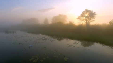 Two love swans at sunrise. Swan lake. Europe