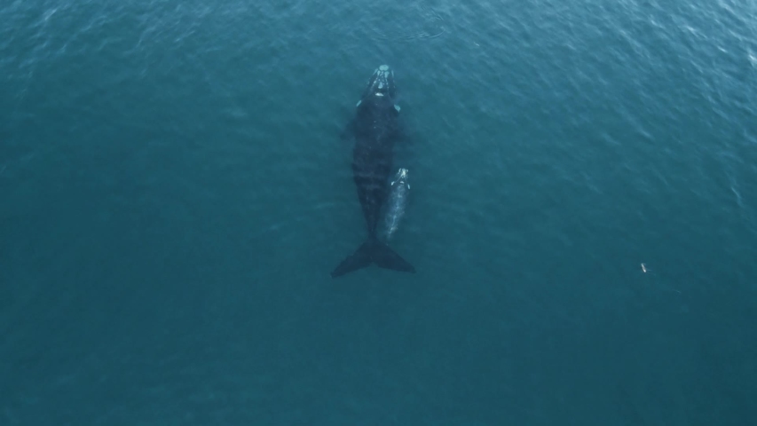 Mother and calf of southern right whales from a drone top shot slowmotion | Shutterstock HD Video #1029624620