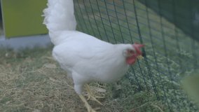 This video is about Cage free chicken in coop