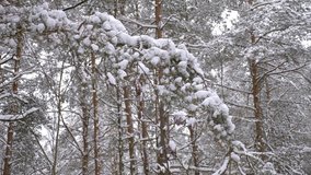 Fairytale beautiful coniferous forest in snowy russian winter, trees with white and fluffy snow on branches, branches sway and snow falls down, close-up stock video.