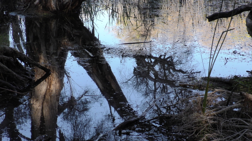 Zooming out of Swampland at shore of lake in Australia with paperbark trees, tranquil water and sunny forest background with blue sky.