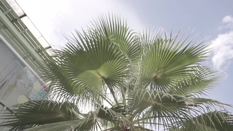 Coconut tree in theme park