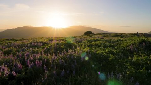 Purple Lupine and Yellow Balsam root Wildflower Field at sunrise with hills in background panning shot at Tom McCall Preserve in Mosier, Oregon 4k
