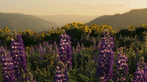 Purple Lupine and Yellow Balsamroot Wildflower Field blowing in the wind at sunrise in spring with mountains at Tom McCall Preserve in Mosier, Oregon 4k