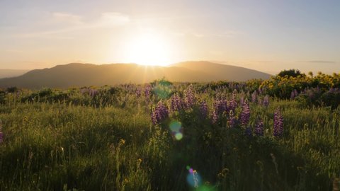 Walking through purple lupine and yellow balsamroot wildflower meadow at sunrise in spring POV shot at Tom McCall Preserve in Mosier, Oregon 4k