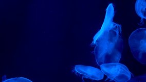 Group of fluorescent blue jellyfish swimming in aquarium