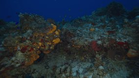 Reef, corals and fish, Cozumel, Yucatan peninsula, Mexico.