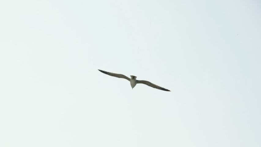 Scenic seascape. Seagull flying in blue sky over the sea at port. Slow motion. HD