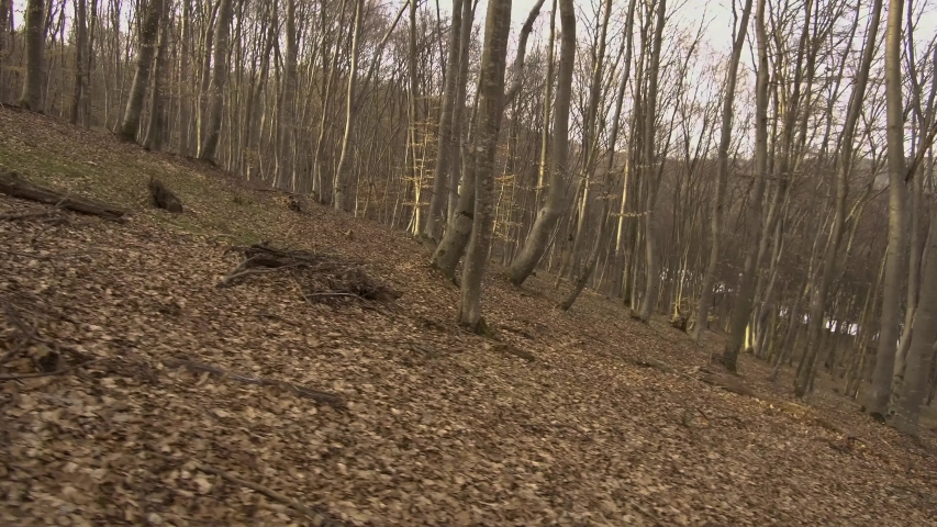 Steep Hillside In A Forest Stock Footage Video 100 Royalty Free Shutterstock