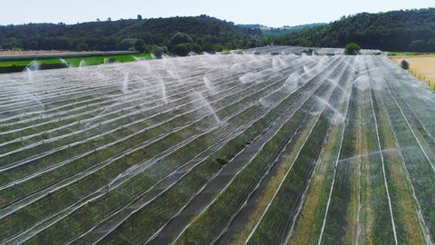 Aerial Drone View of Fields of Greenhouses on a Sunny Day with Clear Blue Skies. Working Sprinklers Splashing Drops of Water Over the Field. Automated Irrigation System. Top View over the Countryside.