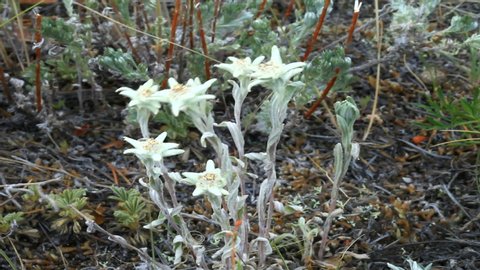 Baikal alpine flowers edelweiss swaying in the wind (Leontopodium Siberian) 
