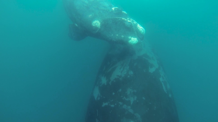 Whales mother and calf playing turning around underwater shot slowmotion | Shutterstock HD Video #1029649589