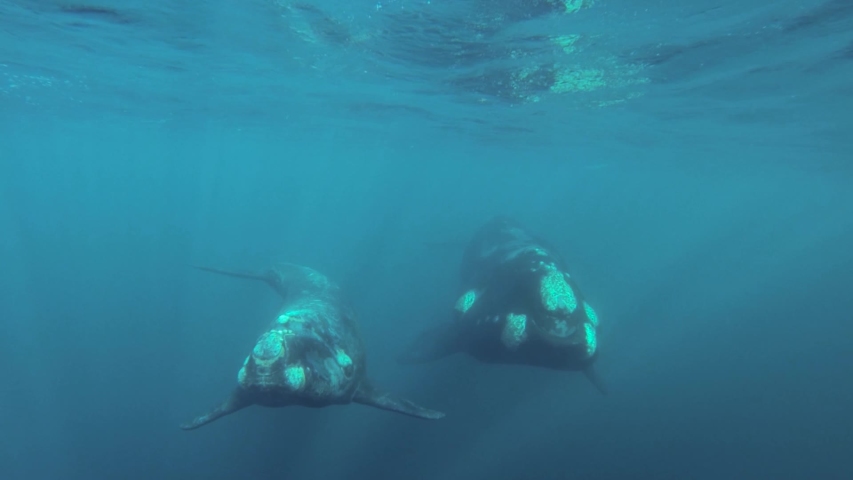 Mother and calf of southern right whales swimming together underwater shot slowmotion | Shutterstock HD Video #1029649655