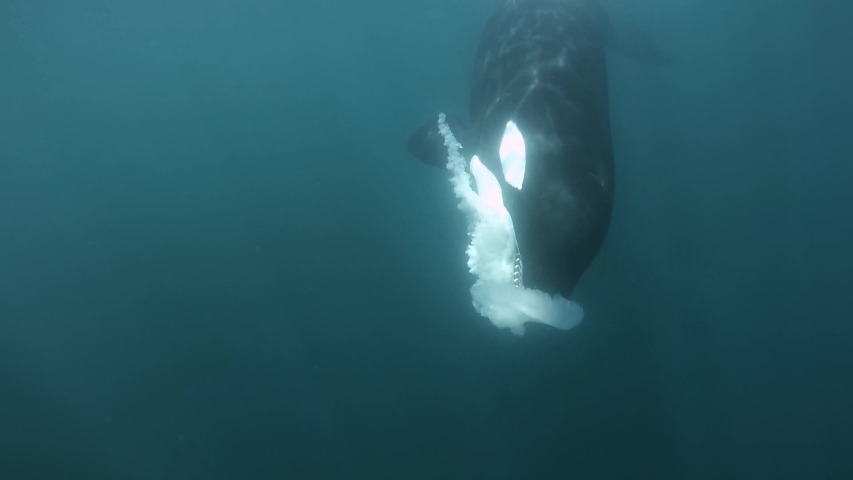 Orca playing with a medusa on her mouth underwater shot slowmotion | Shutterstock HD Video #1029649673