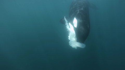 Orca playing with a medusa on her mouth underwater shot slowmotion
