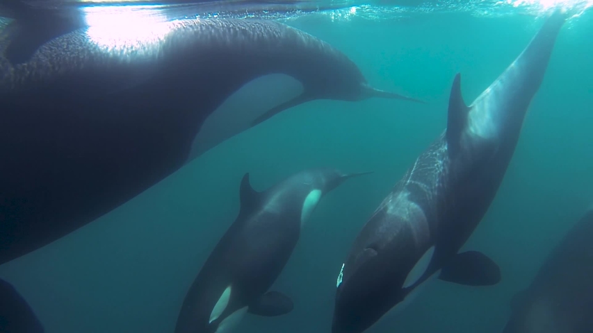Group of Orcas killer whales swimming together close to the surface mirror effect slowmotion | Shutterstock HD Video #1029650384