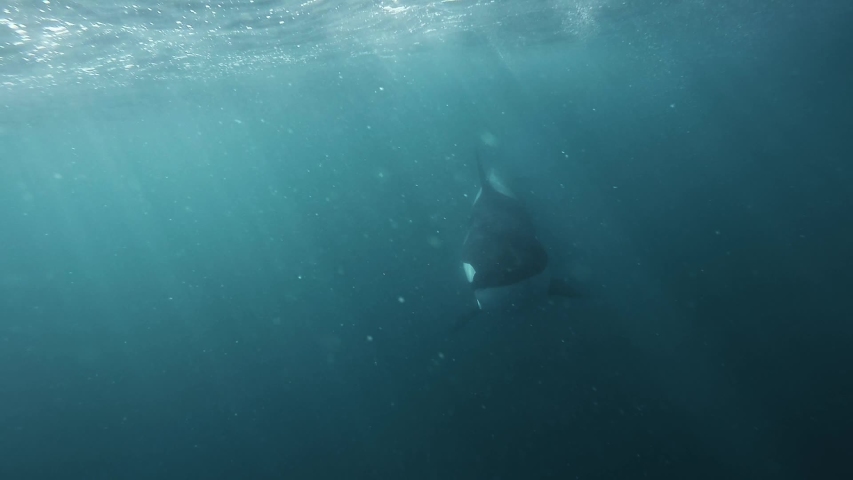 Orca coming right to the camera very close blowing bubbles underwater shot slowmotion Royalty-Free Stock Footage #1029650387