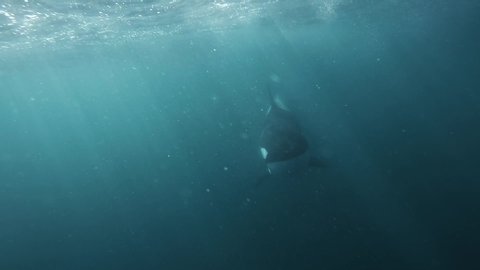Orca coming right to the camera very close blowing bubbles underwater shot slowmotion