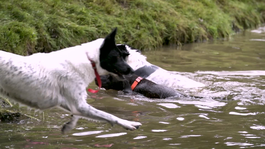White dog jumps in to lake while two other dogs leave lake to join other dogs. White dog with black spots has tennis ball in mouth.