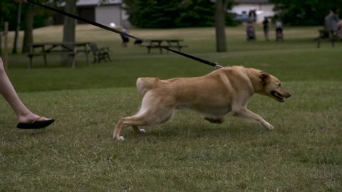 Dog pulling owner on leash at park.