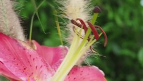 Short Clip Pink Lily Flower Pollen moving when the windy blow passing by.
