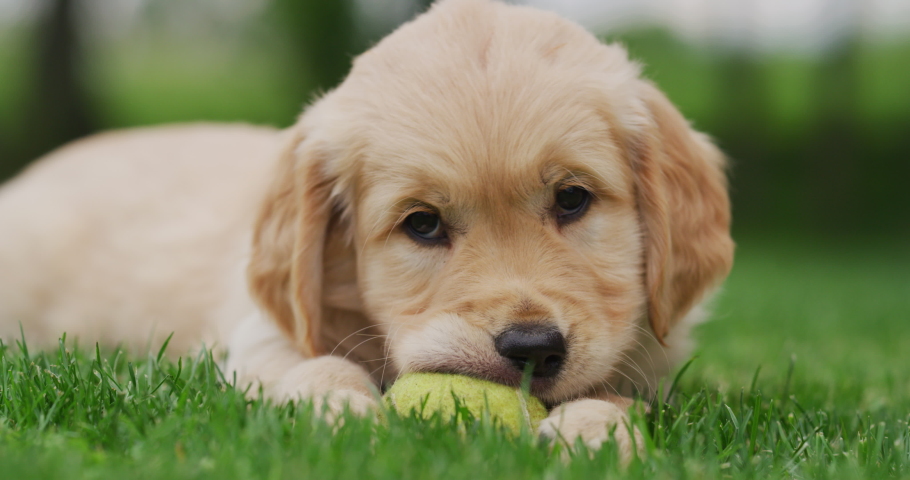 Slow motion of a beautiful puppy of Golden Retriever dog with a pedigree is playing with a tennis ball and looking in camera. Royalty-Free Stock Footage #1029656534