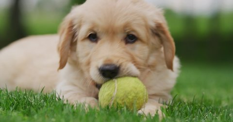 Slow motion of a beautiful puppy of Golden Retriever dog with a pedigree is playing with a tennis ball and looking in camera.