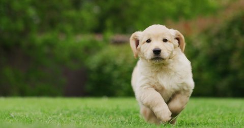 Slow motion of a playful puppy of Golden Retriever dog with a pedigree is running in a green park towards the camera.