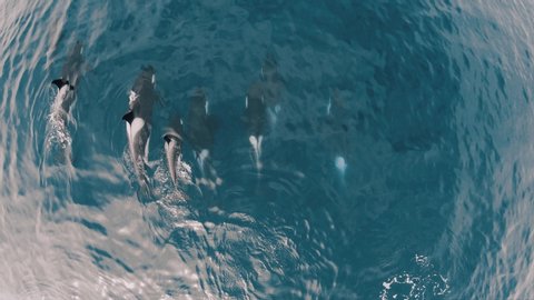 Orcas group swimming in peninsula valdes patagonia Argentina aerial shot top view
