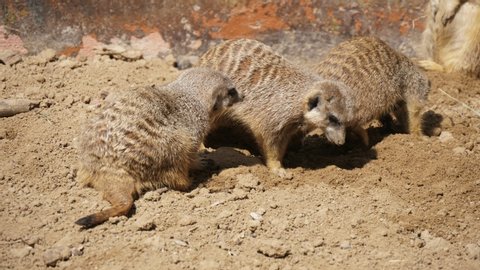  Funny view of three brown and white meerkats digging holes and playing with each other in a Ukrainian zoo on a sunny day in summer 