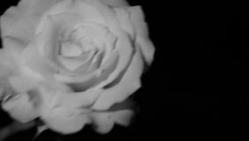 Black and white floral spring background. Closeup view of beautiful white rose flower blooming on plant isolated. Monochrome.
