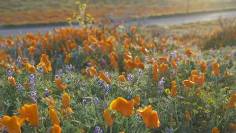 Poppy flowers along the highway in antelope valley poppy field