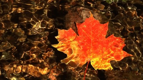 Water Trickles Around Red/Yellow Maple Leaf In Stream