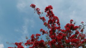 Time Lapse of beautiful blooming red flowers of flame tree (flamboyant) branches with small birds against exotic white puffy & fluffy clouds moving on tropical summer blue sky in morning sunlight