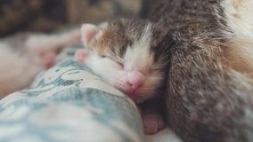 little funny video newborn kitten sleeping pressed against the back of the cat mom. cute pet kitten sleeping on a blanket on the bed in the bedroom lifestyle