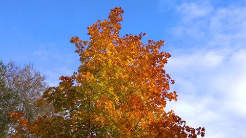 Trees and leaves with beautiful orange and green Fall colors and blue sky