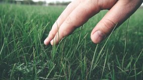 human hand holds on green grass close up