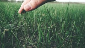 human hand holds on green grass close up