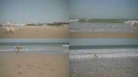 Collage of long shots of well-groomed dog finding stick in sea waves, returning it to its master. Animal, training concept
