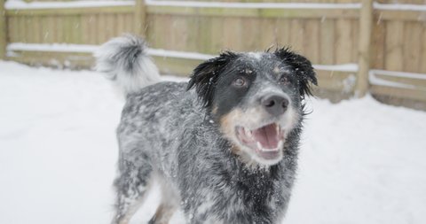 Close Up of Adorable Herding Dog Standing in Snow