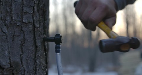 Tapping a Maple Tree in Ontario Canada