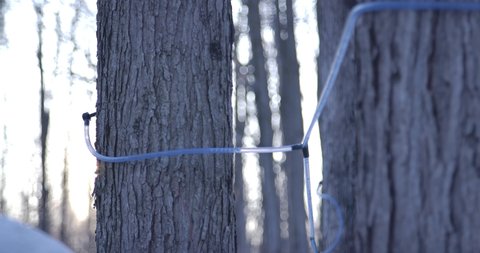 Collecting Natural Maple Syrup Sap With Pipelines