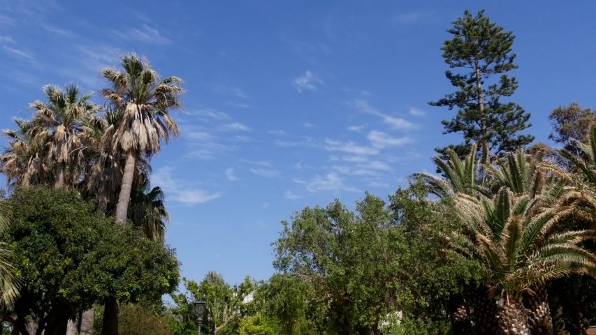 Spanish City of Cadiz Park
Camera Shot = Static wide shot looking up at a group of trees.