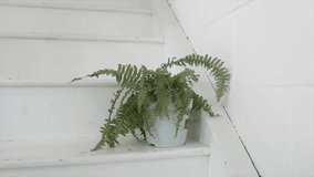 Plants on the steps inside beautiful white painted house | SLOW MOTION