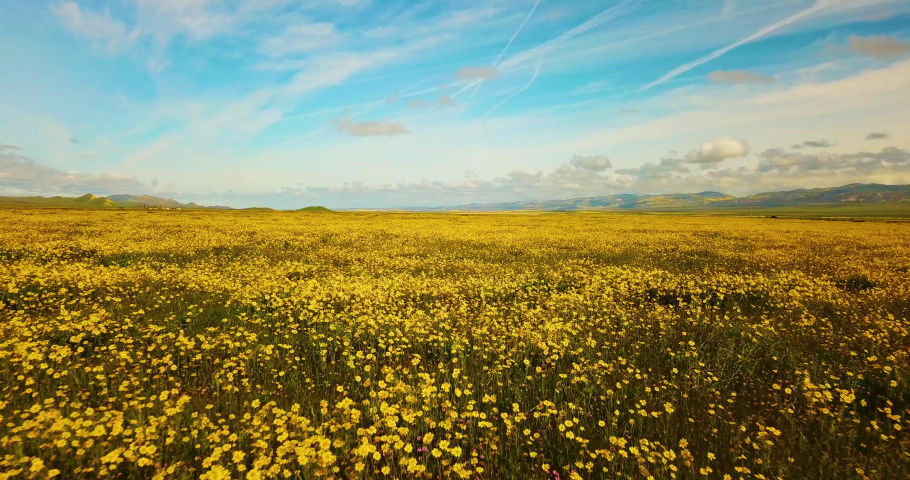 An aerial view of a beautiful yellow super bloom on the Carrizo Plain, with a scenic mountain background of the Temblor Range near the San Andreas Fault in California.