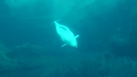 A beluga whale swims upside-down