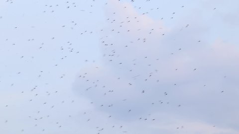 insect swarm flying through the air
