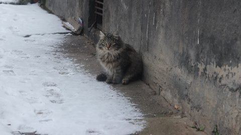 Street fluffy cat and it is snowing. Sits scared cat and looks around. Cat on the street