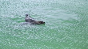 Seal swimming in the ocean